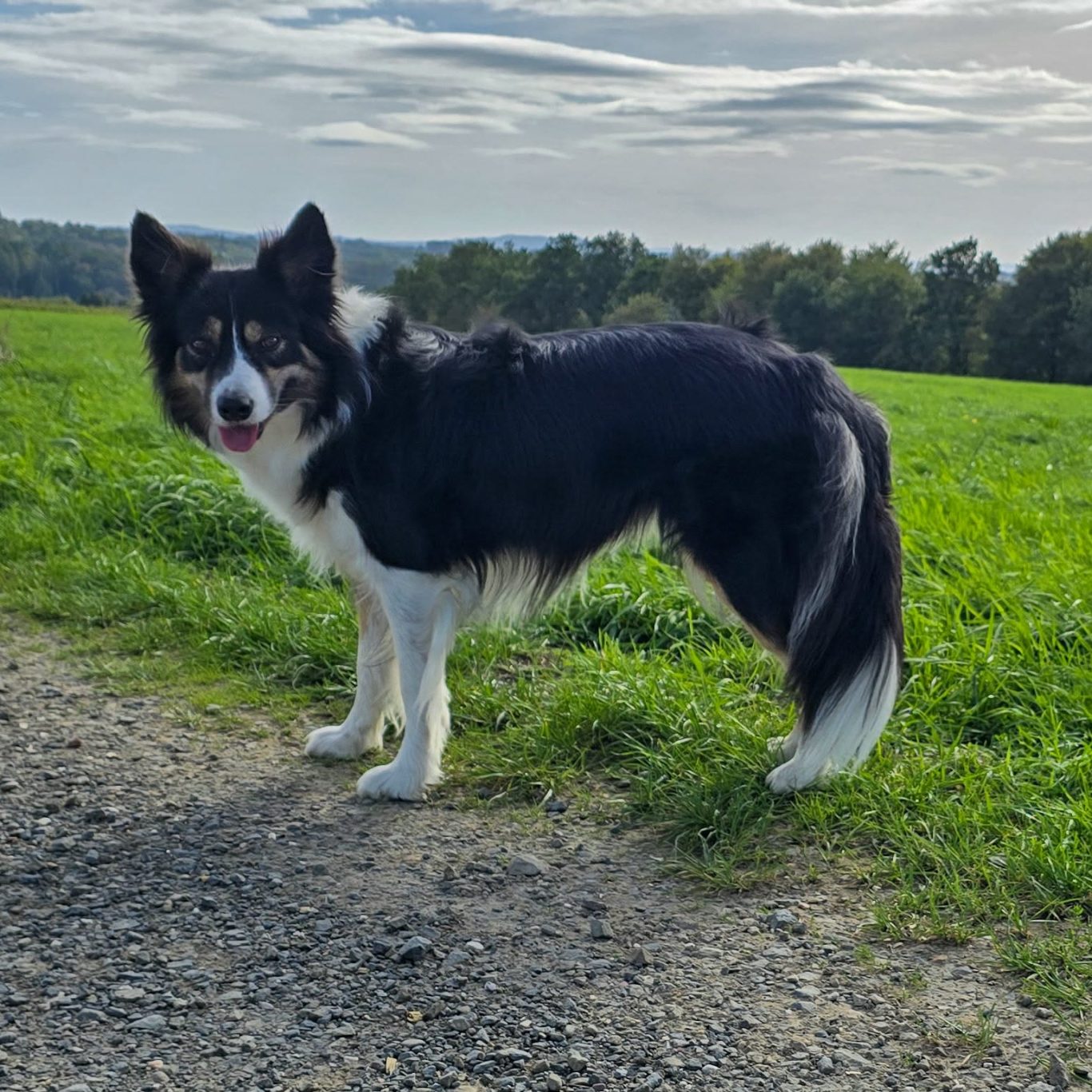 Border Collie Zucht Ginba Dream Hündin Weela